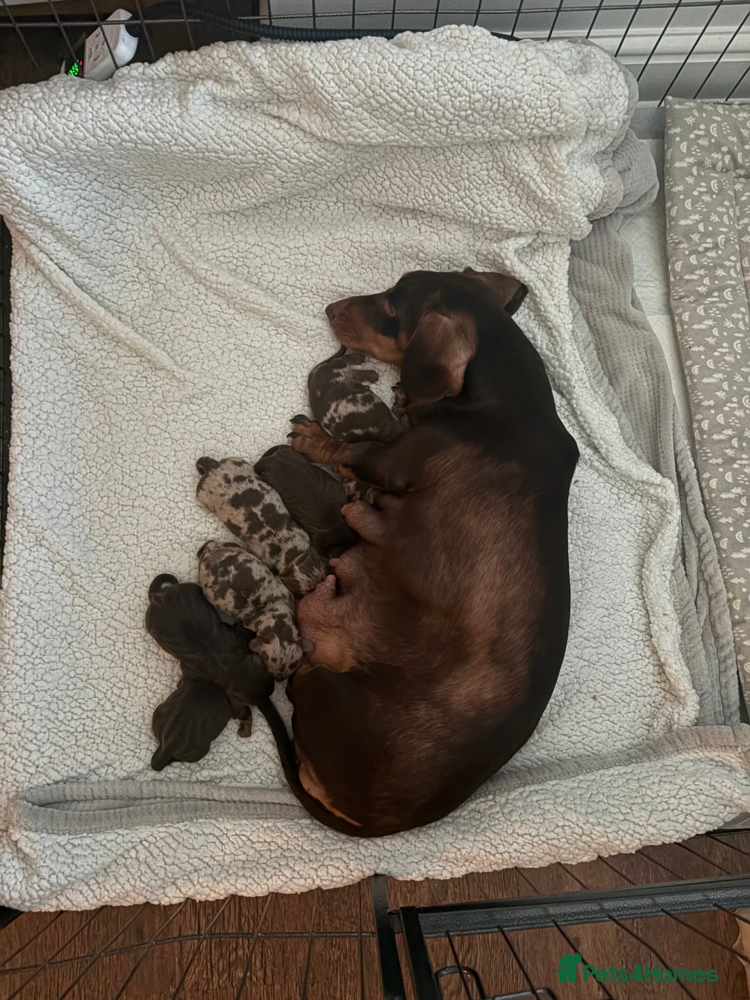 Dachshund dogs for sale: Dachshunds for Sale - Advert 5