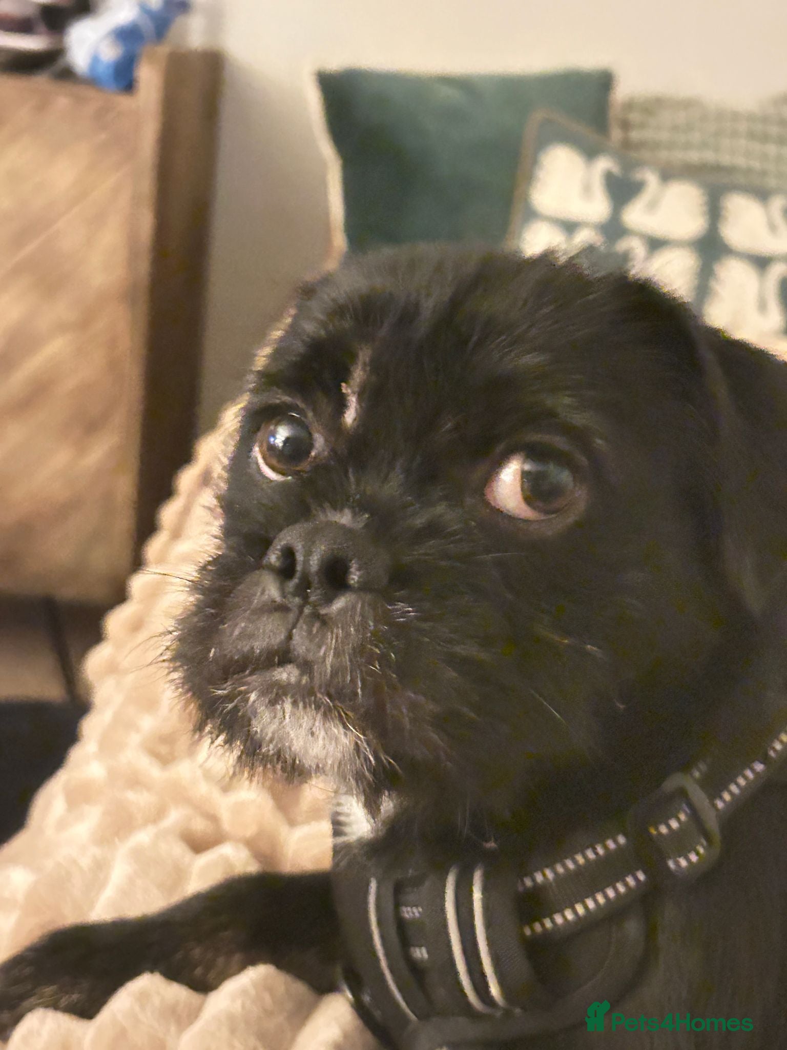 Jug dogs Jakey Jug needs a new home - Advert 3
