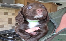 Sprocker dogs for sale: 6 beautiful Sprockers for sale - Image 18