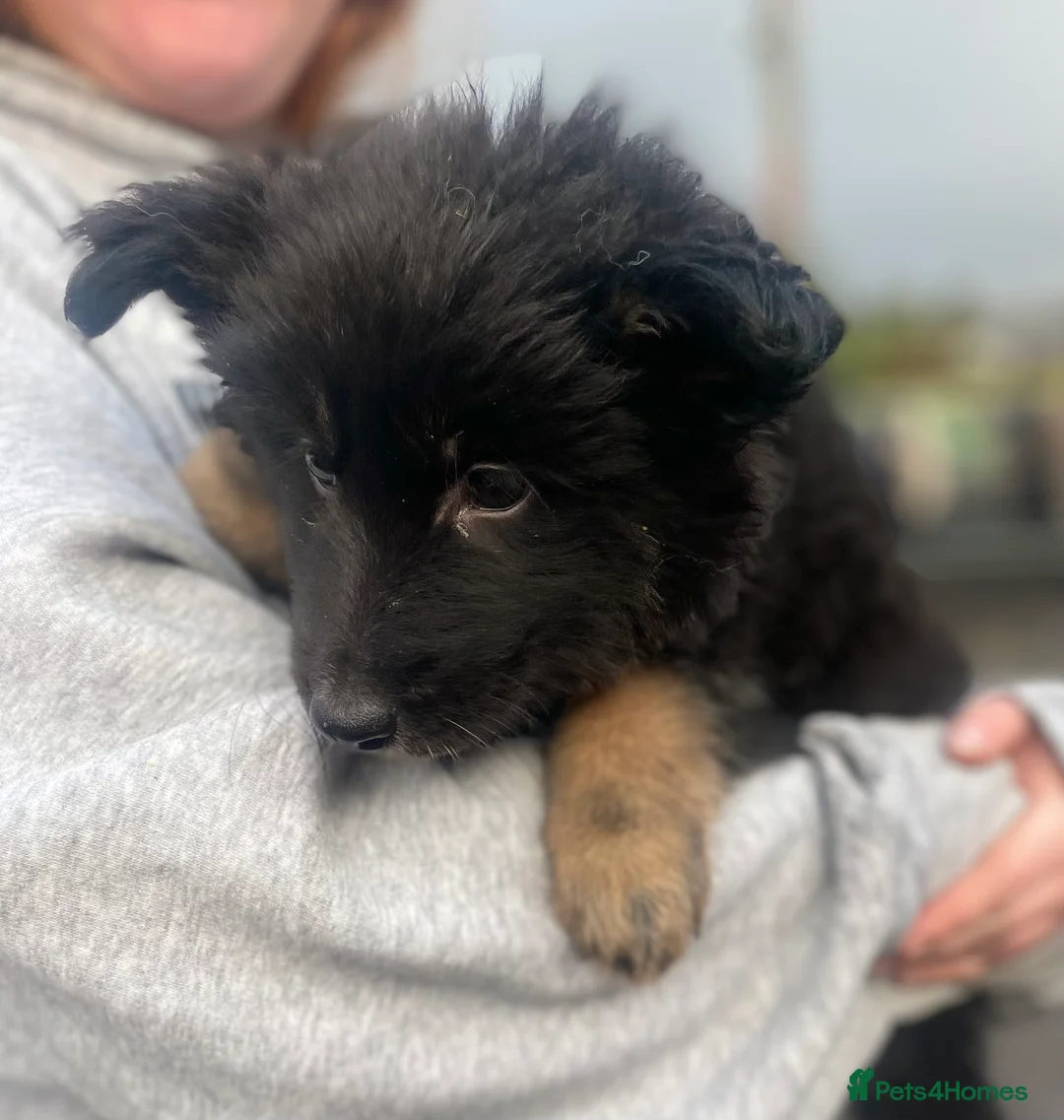 Shepsky dogs for sale: German Shepherd cross Husky Puppies  - Advert 6