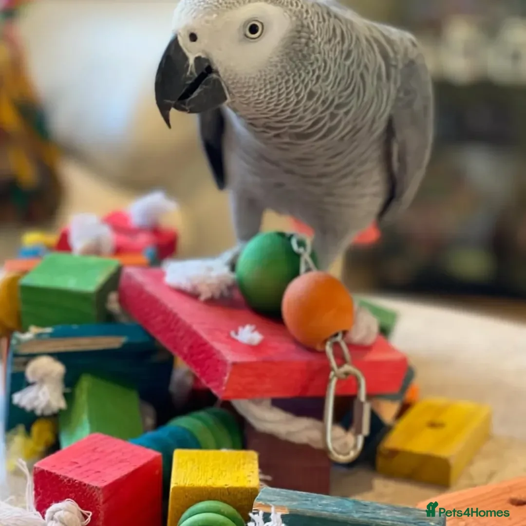 Parrots birds for sale: 🐦 African Grey Parrot for Sale  in Wingate - Advert 2