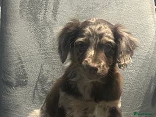 Cockapoo dogs Beautiful merl Cockpoo puppies - Advert 5