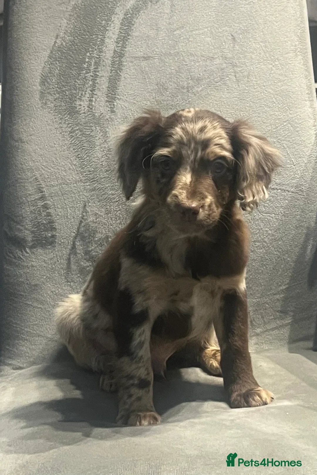Cockapoo dogs for sale: Beautiful merl Cockpoo puppies  - Advert 2