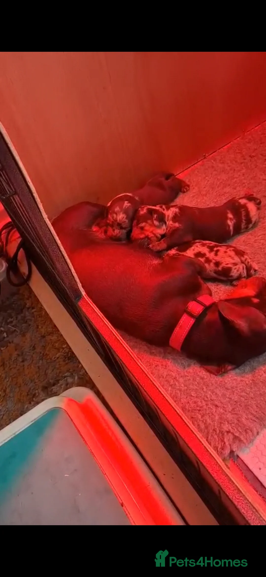 Miniature Dachshund dogs for sale: Miniature Dachshund smooth pups for sale ready now - Advert 11