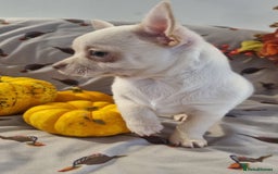 Chihuahua dogs for sale: Gorgeous Smooth coat KC registered chihuahuas - Image 18