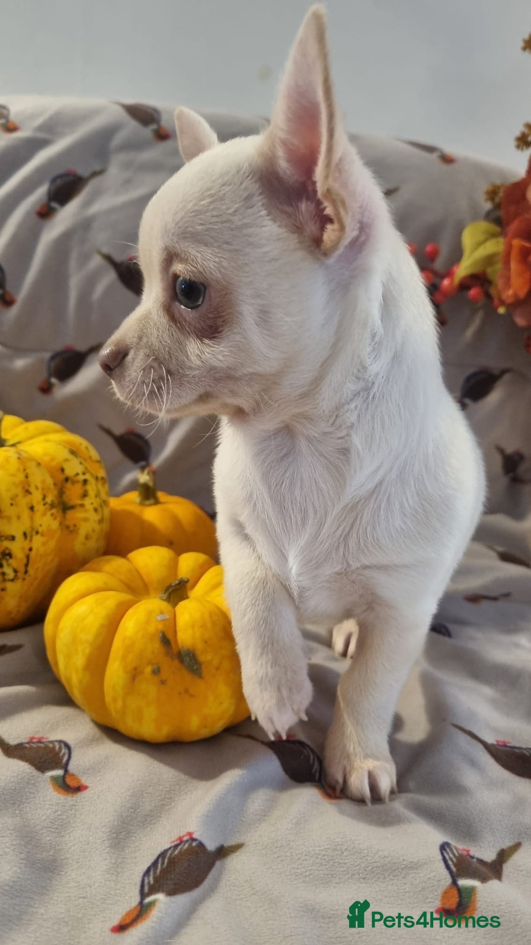 Chihuahua dogs for sale: Gorgeous Smooth coat KC registered chihuahuas - Image 18