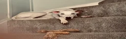 Whippet dogs for sale: 8 months old kc registered whippet boy for sale in Bury Saint Edmunds - Advert 4