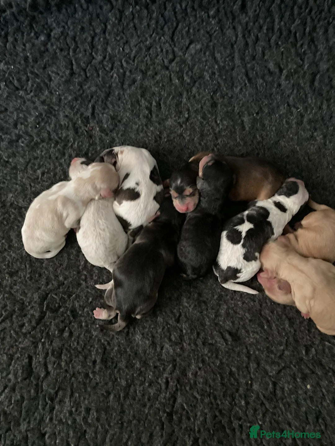 Cockapoo dogs for stud: Red Sable - Carrys Tan/Phantom, Parti & Chocolate in Eastleigh - Advert 4