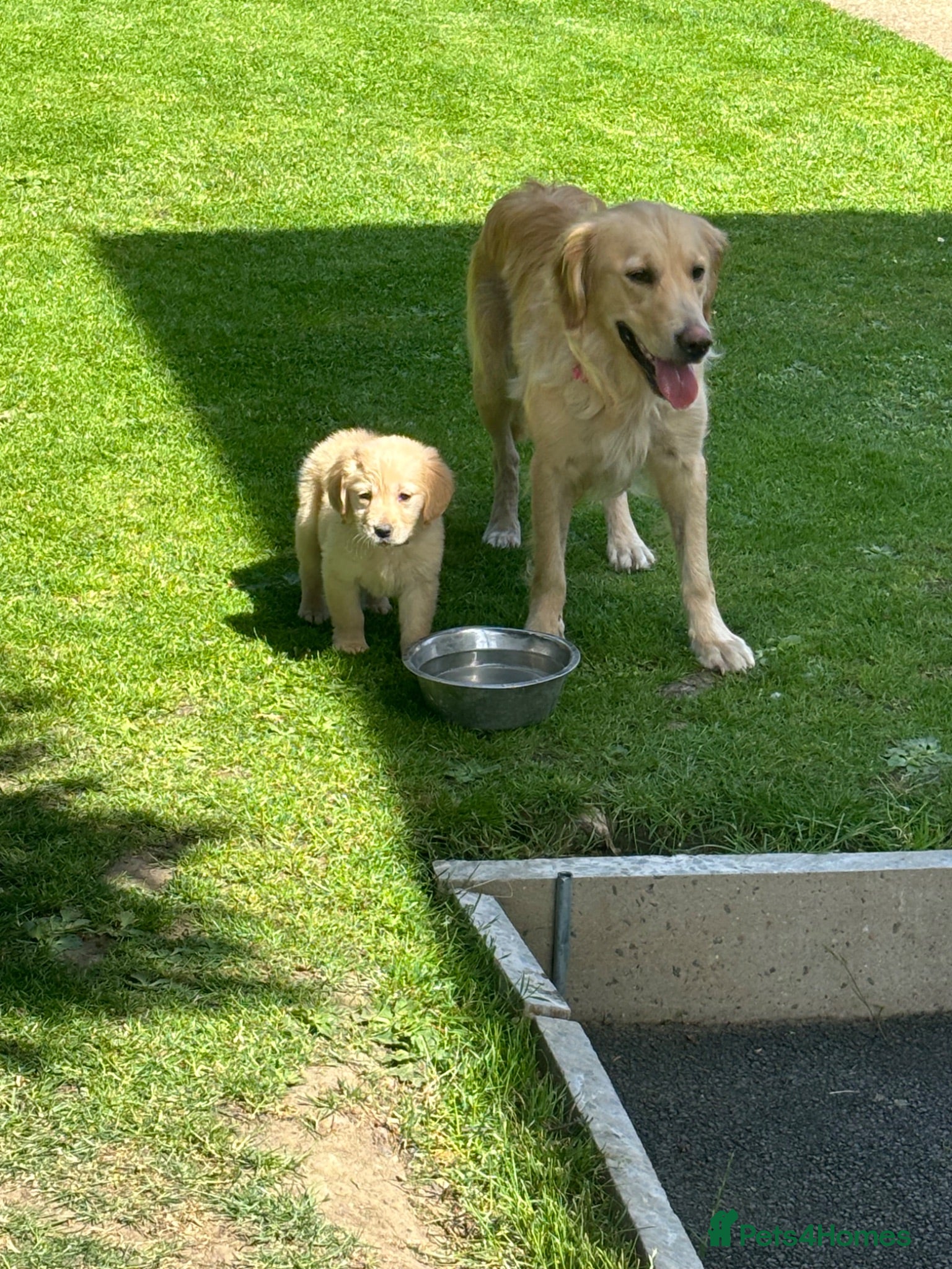 Golden Retriever dogs Golden retriever puppy’s 1boy 1 girl available  - Advert 5