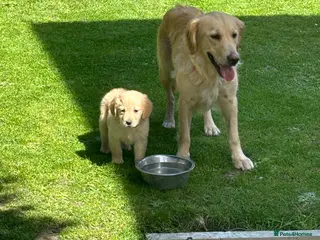 Golden Retriever dogs Golden retriever puppy’s 1boy 1 girl available - Advert 5