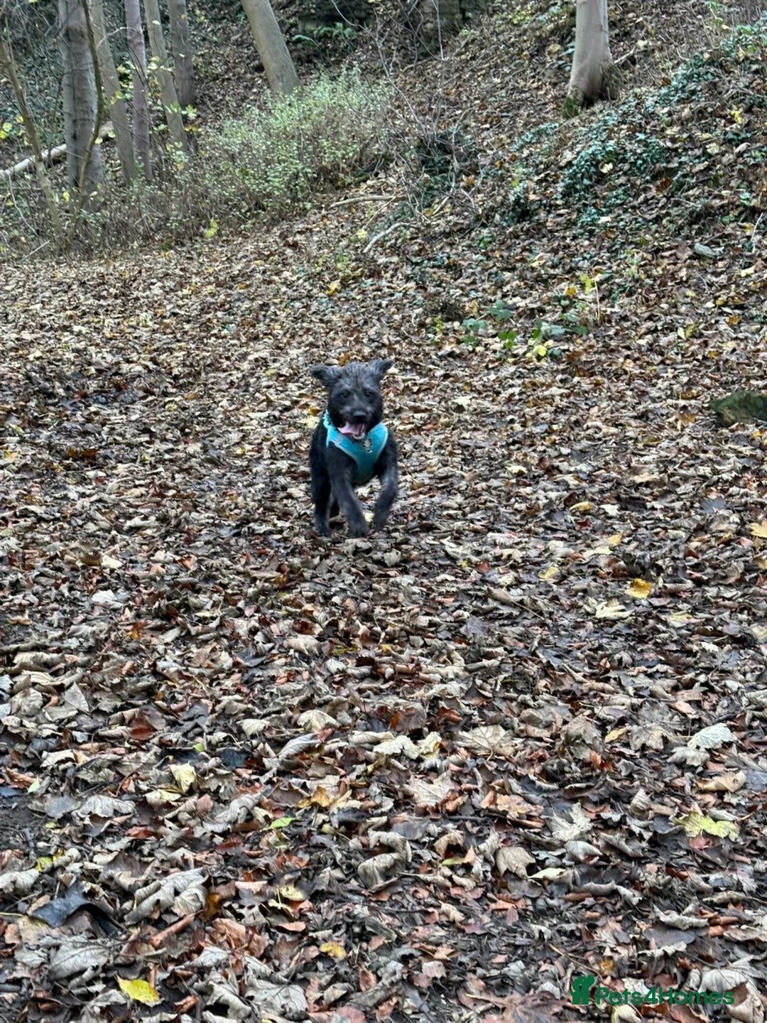 Mixed Breed dogs for sale: 8 month old working dog  - Advert 2