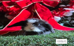 Mini Lop rabbits for sale: Pure mini lop babies  - Advert 15