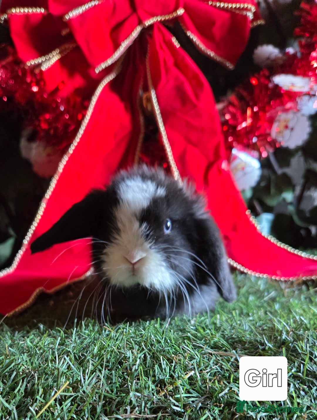 Mini Lop rabbits for sale: Pure mini lop babies  - Advert 15