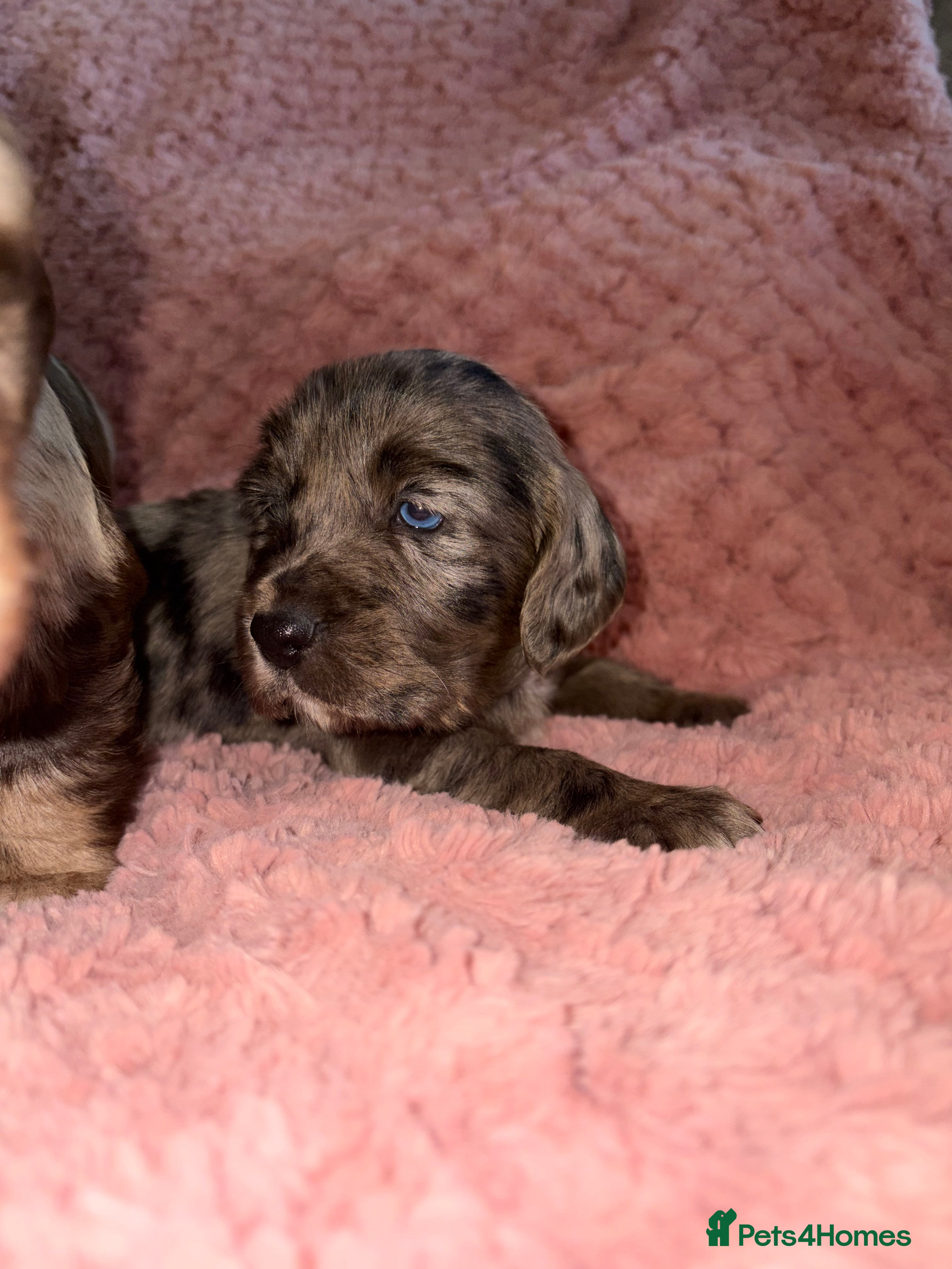Cocker Spaniel dogs Cocker spaniel puppies - Advert 5