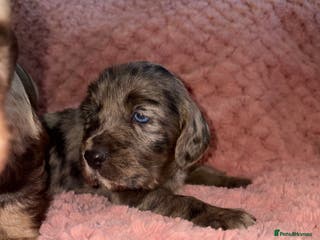 Cocker Spaniel dogs Cocker spaniel puppies - Advert 3