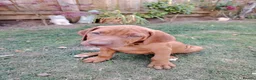 Rhodesian Ridgeback dogs for sale: Beautiful Rhodesian Ridgeback puppies-Family pet - Advert 3