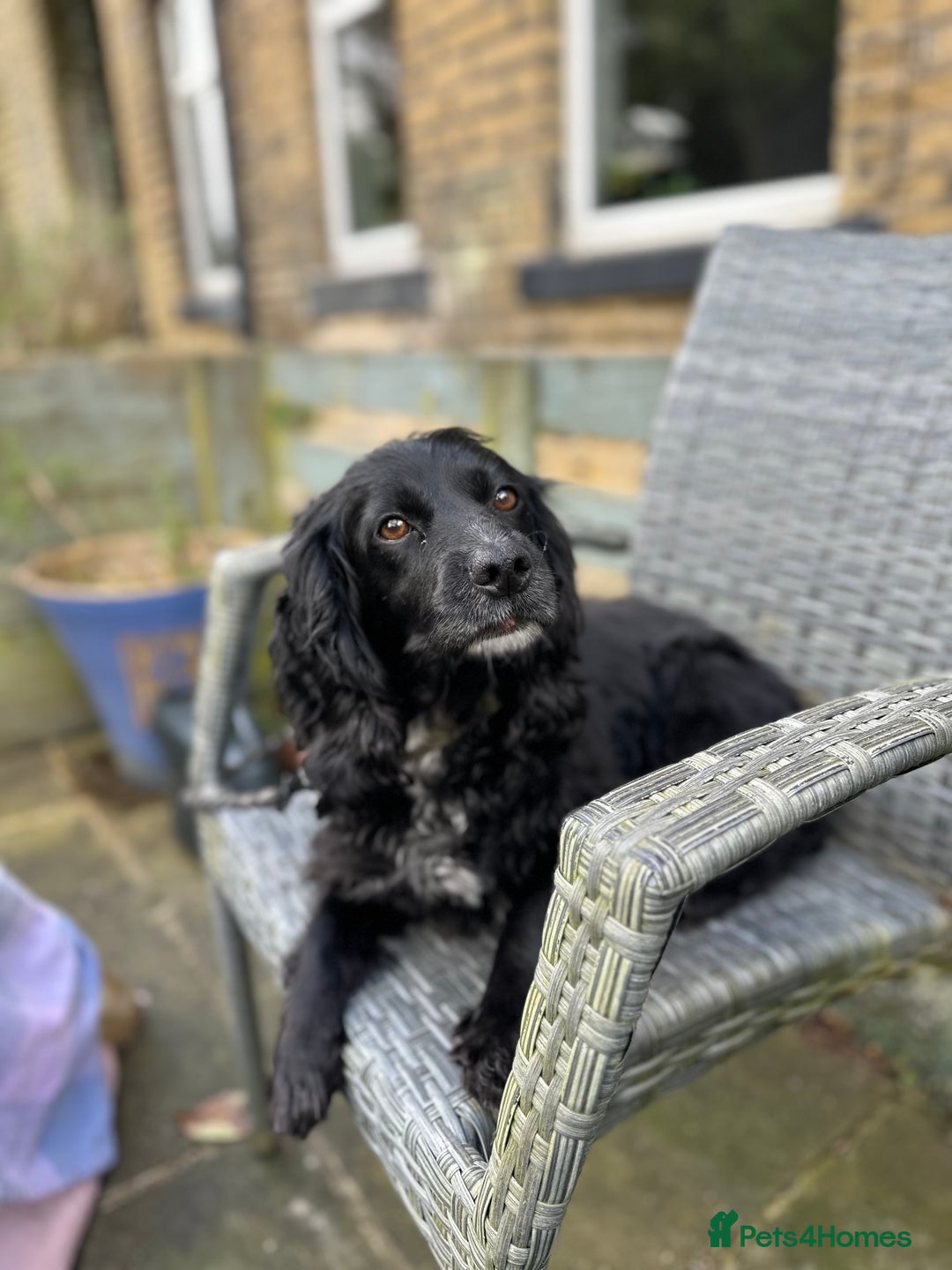 Cocker Spaniel dogs for sale: Loving and Sweet Cocker Spaniel for Adoption - Image 5