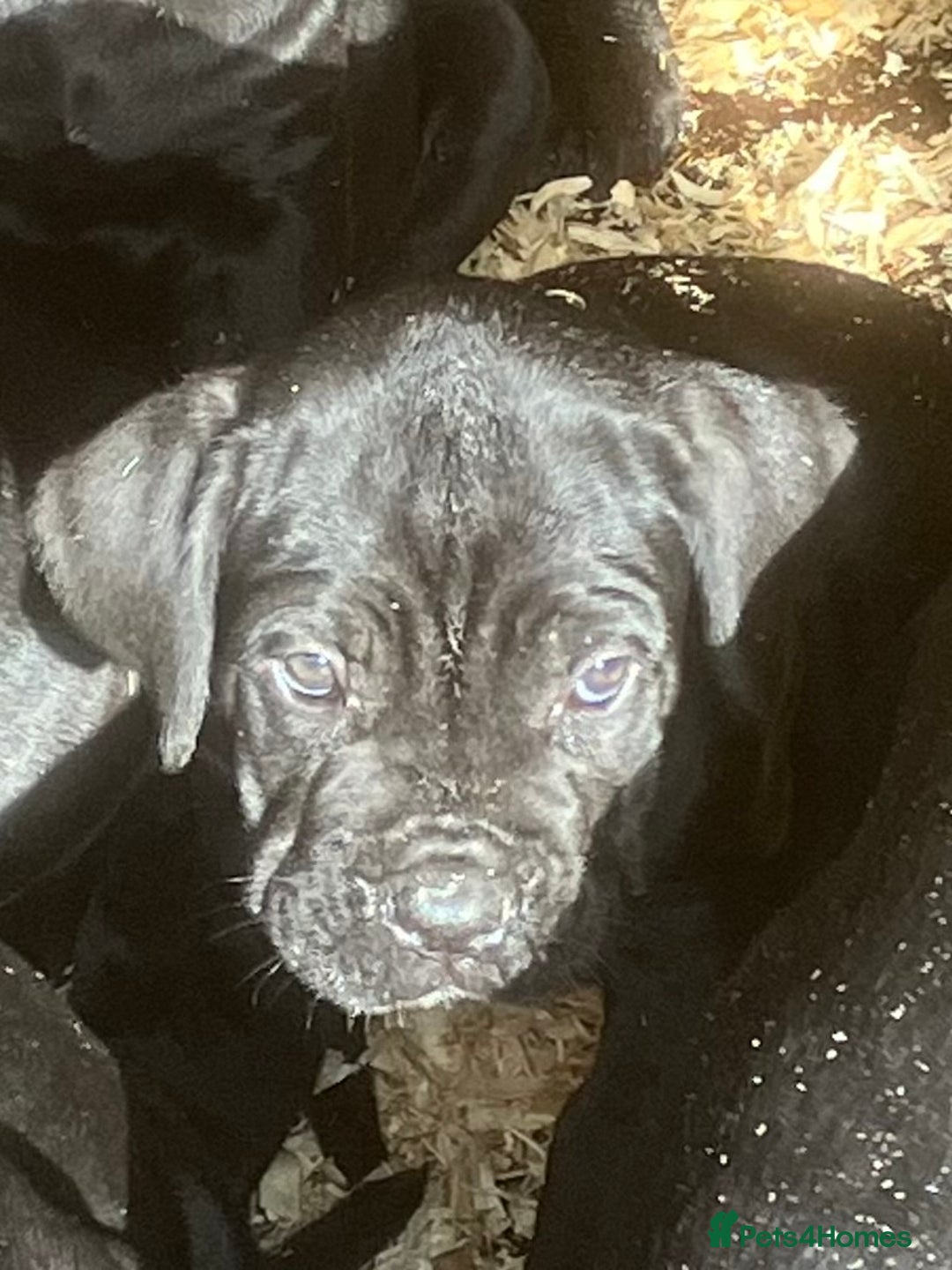 Cane Corso dogs for sale: Exceptional  - Image 13