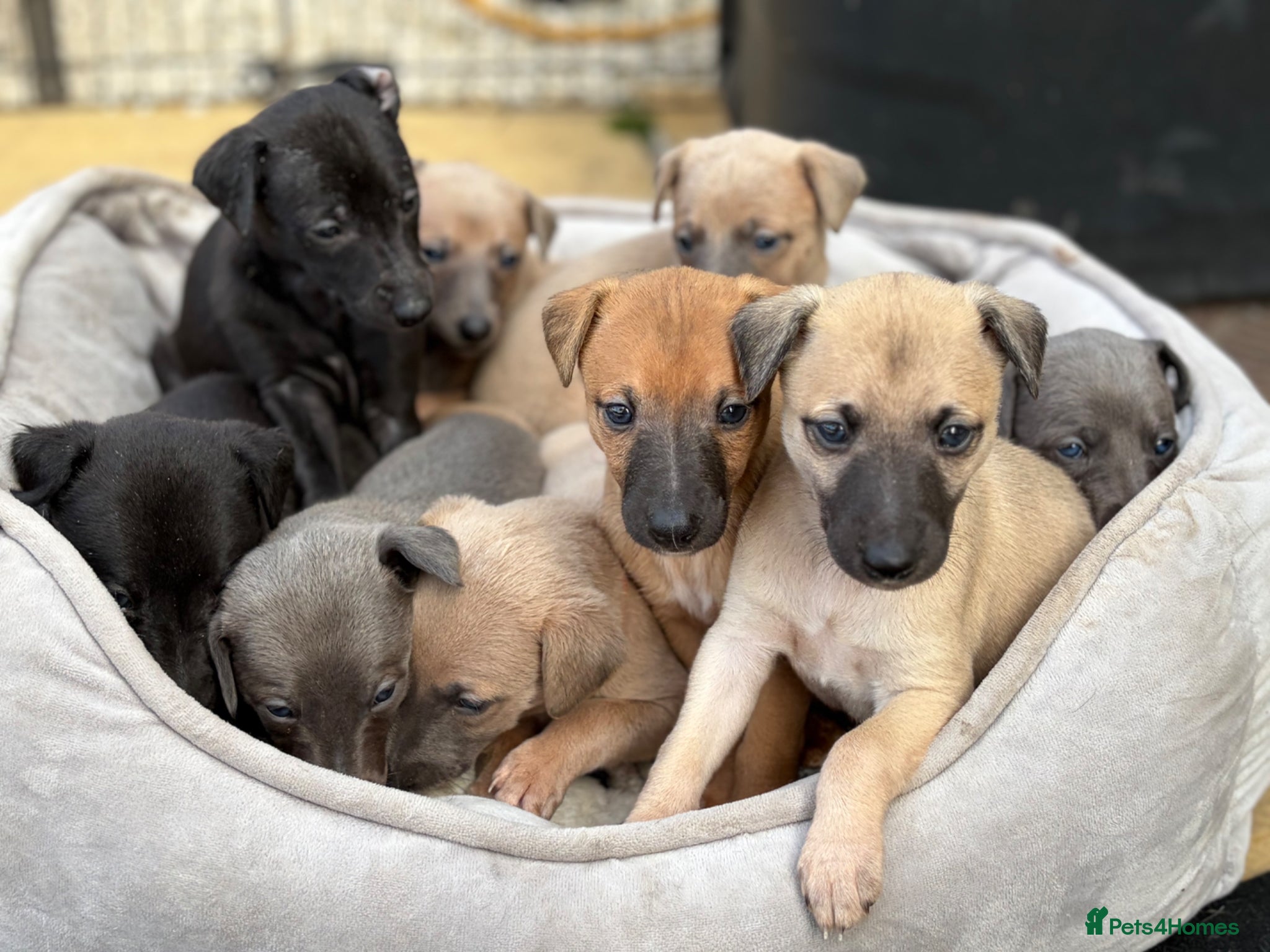 Whippet dogs Gorgeous KC whippet puppies  - Advert 18