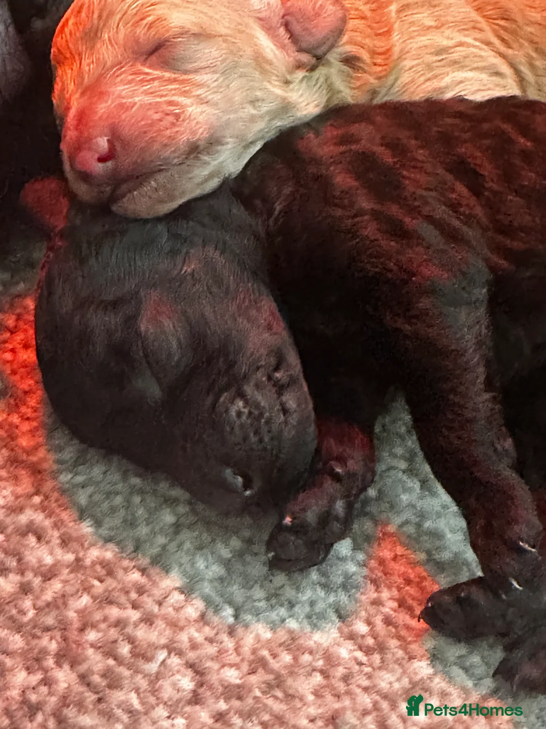 Miniature Poodle dogs for sale: Beautiful Miniature Poodles ** 2 now available  - Advert 4