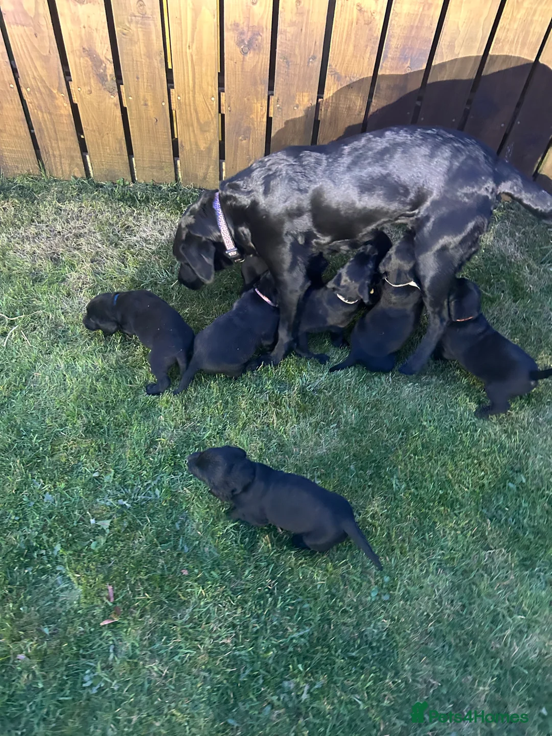 Labrador Retriever dogs for sale: Labrador Retriever Puppies  - Advert 2