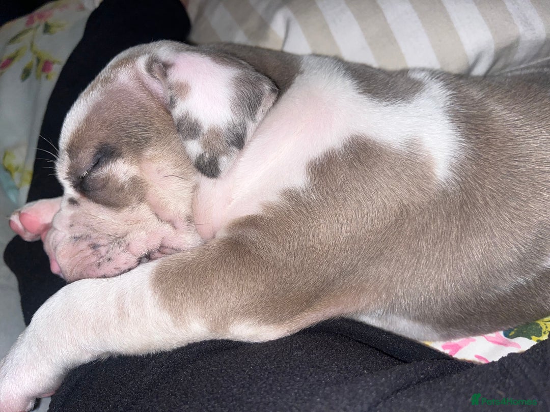 Mixed Breed dogs for sale: Beautiful sable (or blue) harlequin puppy  - Advert 9