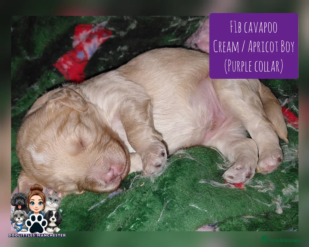 Cavapoo dogs for sale: 5* F1B Cavapoos  - Advert 8