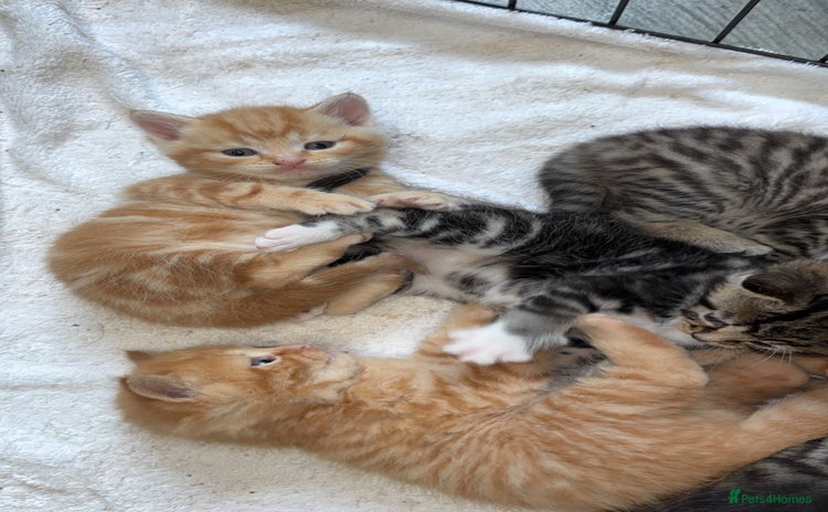Bengal cats - Advert 12