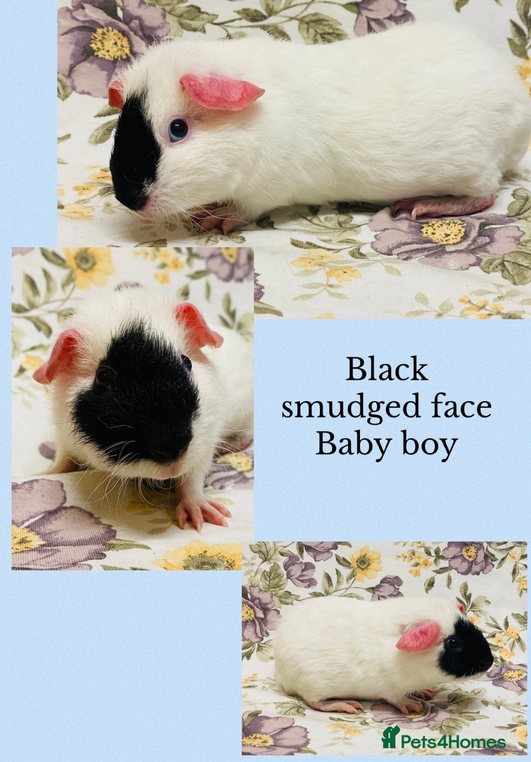 Guinea Pig rodents for sale: Pretty mix of baby boy Guineapigs ready now  - Advert 3
