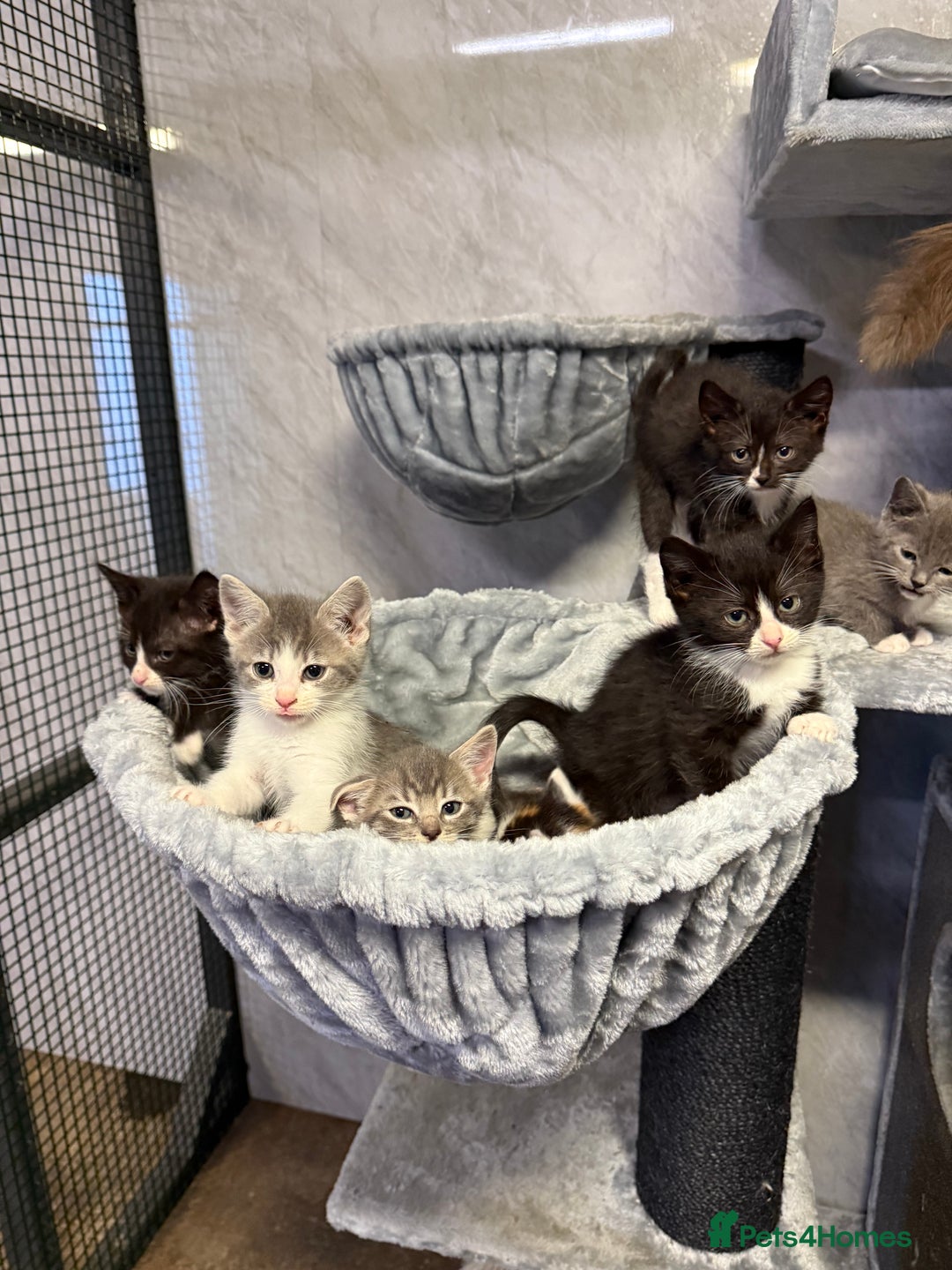 Ragdoll cats for sale: Half Ragdoll Kittens - Advert 12