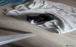 Domestic Shorthair cats for sale: beautiful tabby and black and white kittens - Image 39