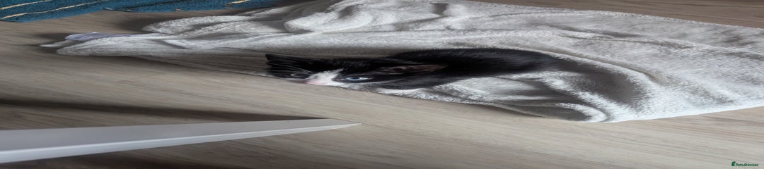 Domestic Shorthair Kitten 5