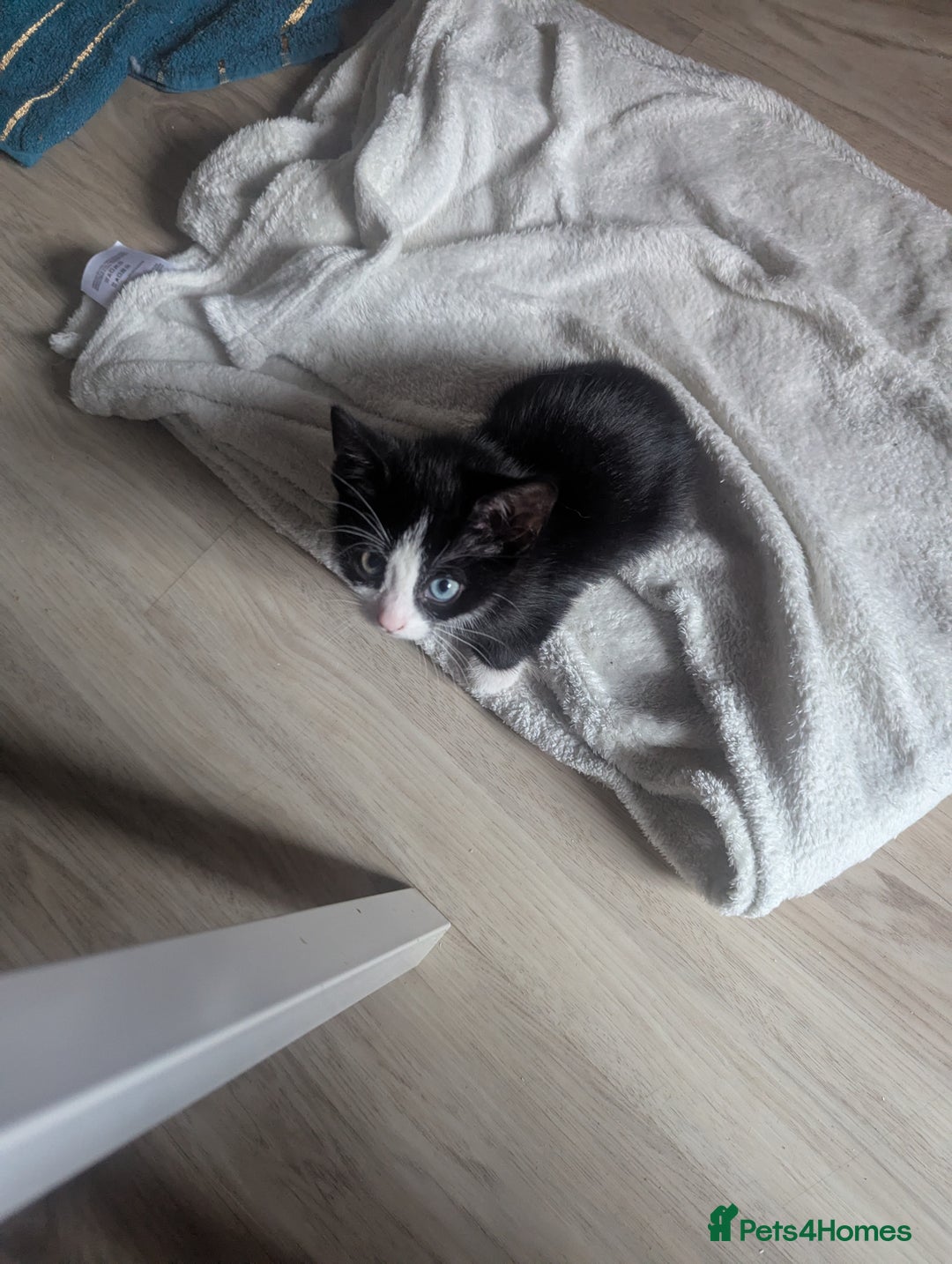 Domestic Shorthair cats for sale: beautiful tabby and black and white kittens - Image 39