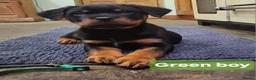 Rottweiler dogs for sale: Chunky Rottweiler Puppies - Advert 16