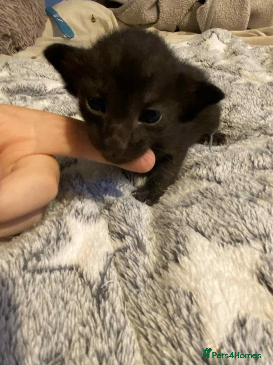 Oriental cats for sale:  GCCF Oriental Kittens For Sale - Image 15