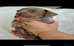 Miniature Dachshund dogs for sale: Beautiful Isabella tan puppies for sale  - Image 5