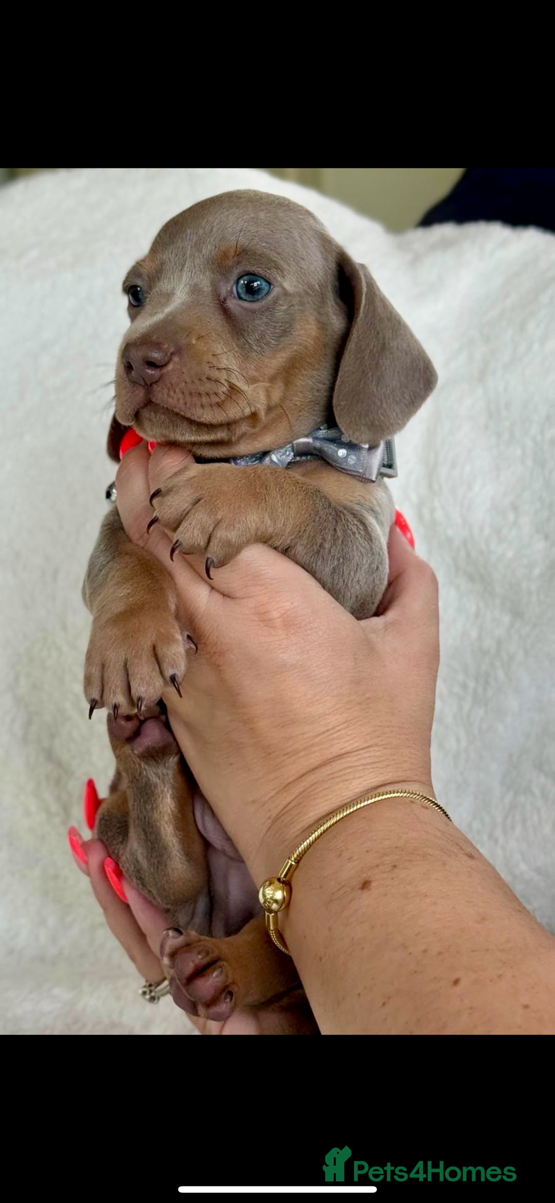 Miniature Dachshund dogs for sale: Beautiful Isabella tan puppies for sale  - Image 5