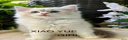 Ragdoll cats for sale: F1 100 % PURE FIFE REGISTRATION RAGDOLL KITTENS - Advert 11