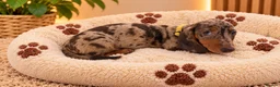 Miniature Dachshund dogs for sale: Miniature Dachshund Puppies  - Advert 27