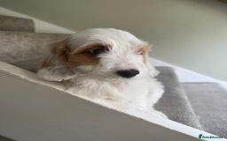 Cockapoo dogs for sale: F2 cockapoo puppies 🐶 ❤️ - Image 31