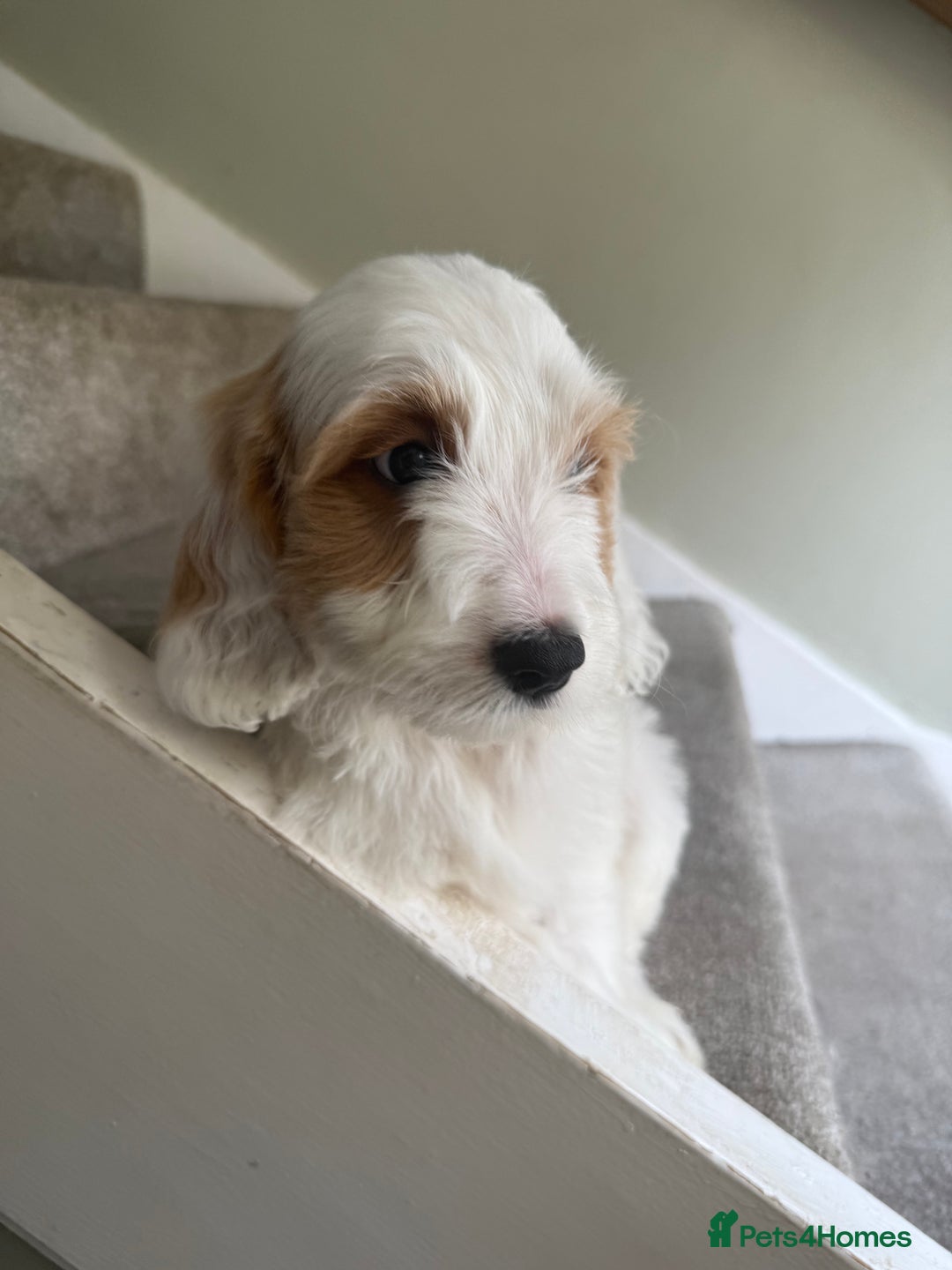 Cockapoo dogs for sale: F2 cockapoo puppies 🐶 ❤️ - Image 31