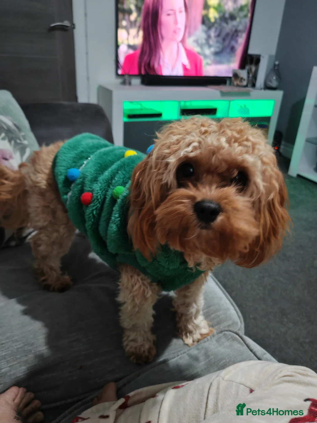 Cavapoo dogs for sale: Cavapoo Dottie  - Advert 3