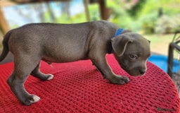 Staffordshire Bull Terrier dogs for sale: Healthy Favoured Blue Staffys for sale.  - Image 9