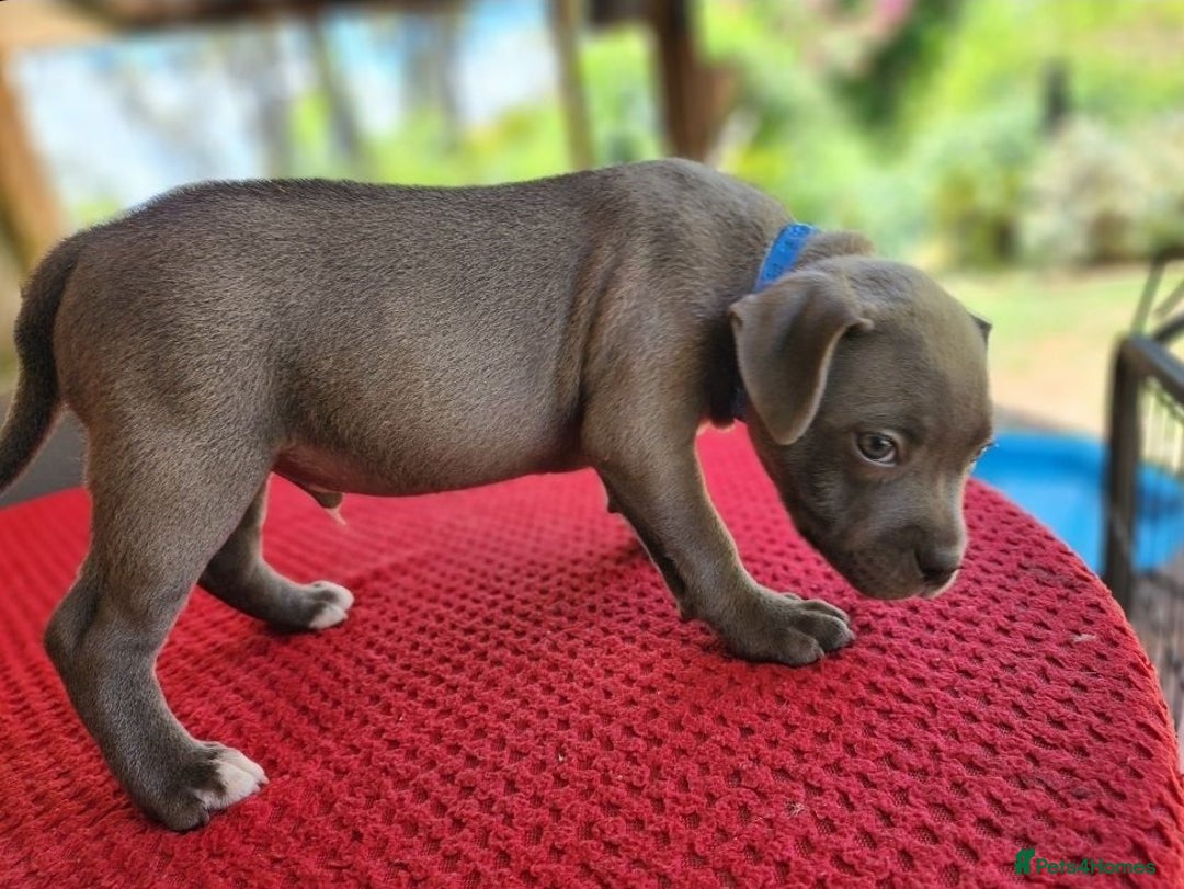 Staffordshire Bull Terrier dogs for sale: Healthy Favoured Blue Staffys for sale.  - Image 9