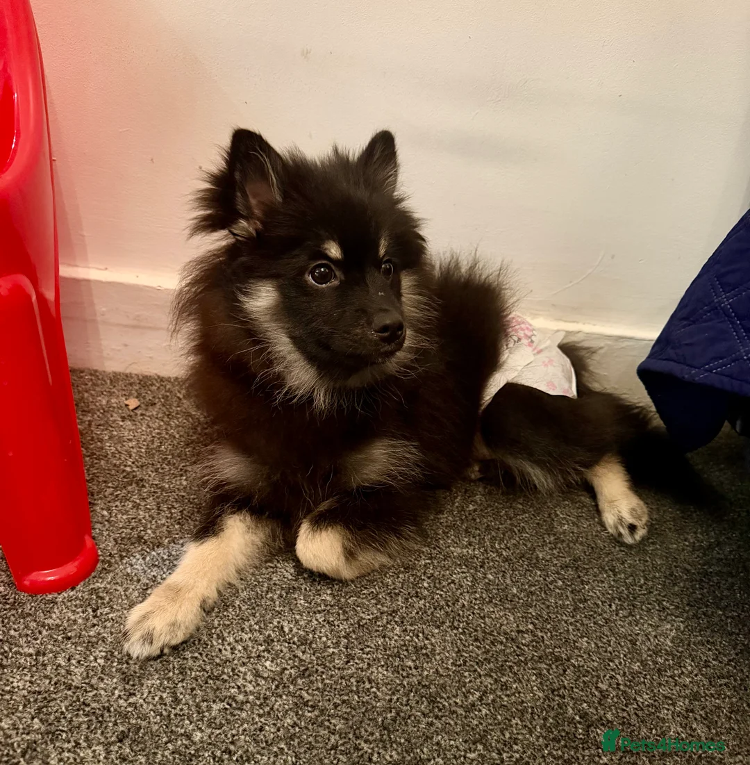 Pomeranian dogs for sale: Sweet Pomeranian girl  - Advert 4
