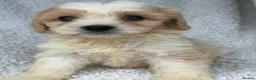 Cavachon dogs for sale: Stunning cavachons puppies  - Advert 6