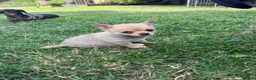 Chihuahua dogs for sale: 🌸Beautiful Chihuahua Puppies 🌸 - Advert 3