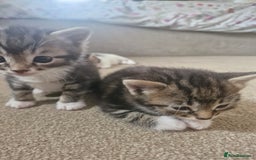 Mixed Breed cats for sale: 🐾 Emma & Bianca – Bengal Mix Sisters 🐾 - Image 8