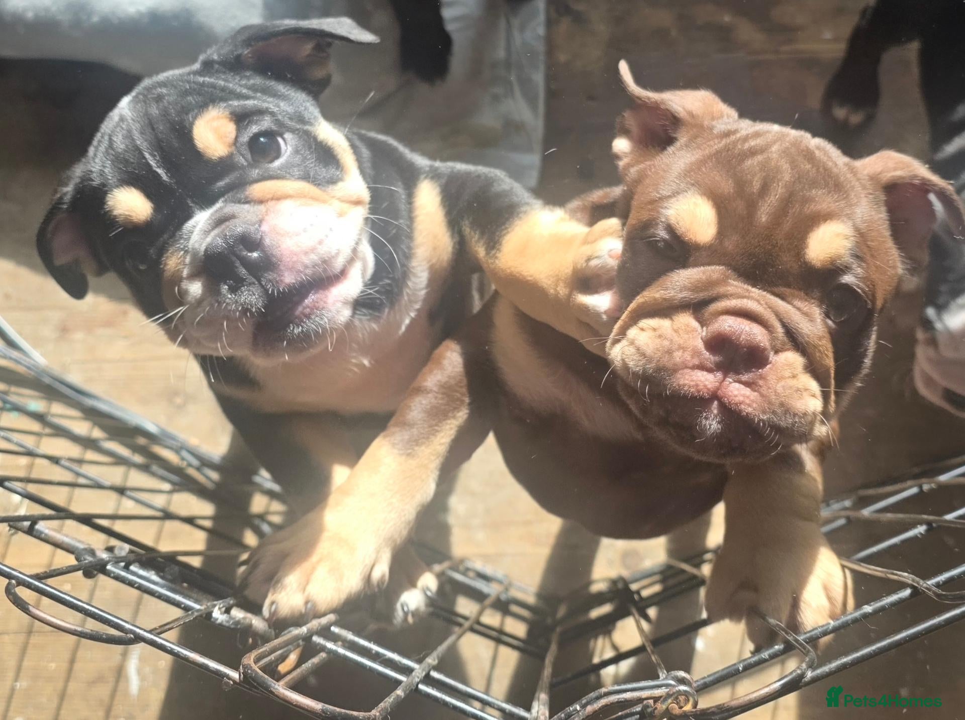 English Bulldog dogs Stunning DWKC Registered Bulldog Pups 2 girls left - Advert 12