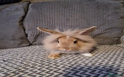 Lionhead rabbits for sale: Lionhead baby rabbits  - Image 8